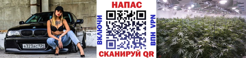 Бошки марихуана конопля Майкоп